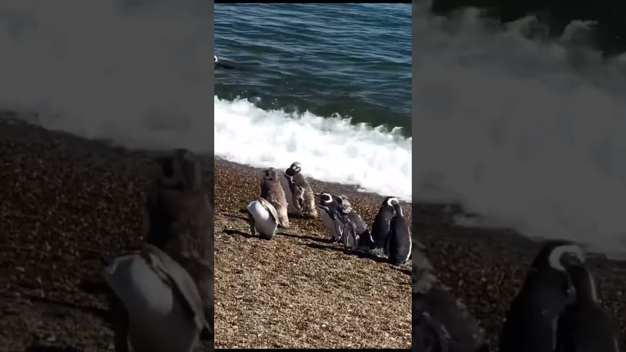 wow!  👀 cool dancing penguins!  🐧 super princess cruise, 🛳 Chile. 🇨🇱🔥💕