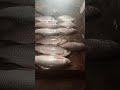 Huge River Fish Market Display | Amazing Big Fish Collection | Fresh Fish Market #Shorts