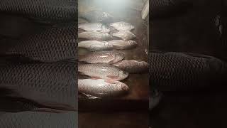 Huge River Fish Market Display | Amazing Big Fish Collection | Fresh Fish Market #Shorts