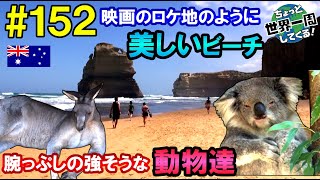 #152【映画に出てきそうなビーチ】動物と海はオーストラリアの最大の魅力だと思った（メルボルン → シドニー / オーストラリア）世界一周