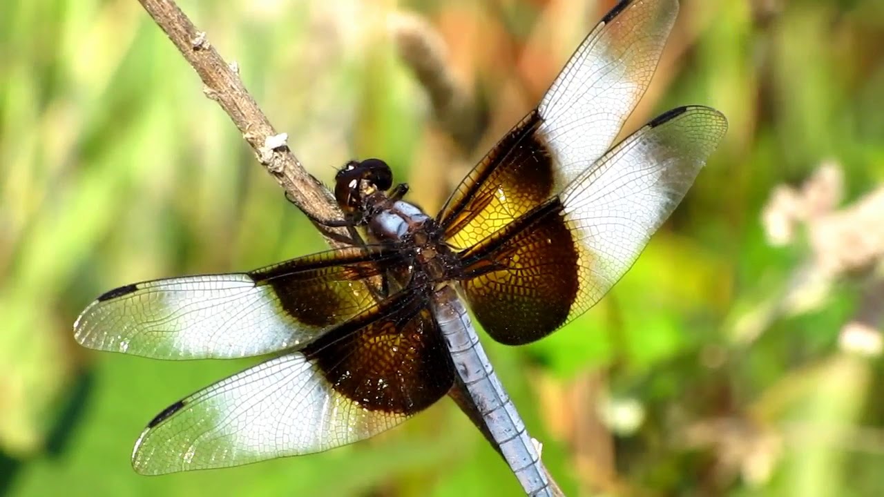 Widow Skimmer 