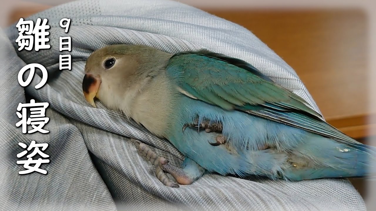 警戒心がない雛鳥のかわいい寝姿 コザクラインコ Youtube