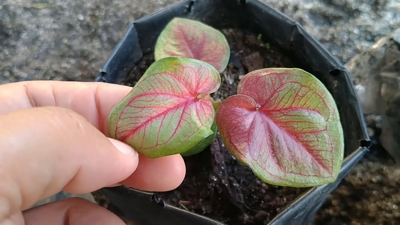 Cara lain agar keladi lebih cepat besar dan rimbun