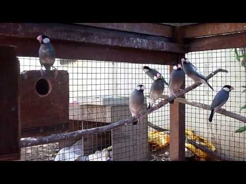 Java Rice Finches - 3