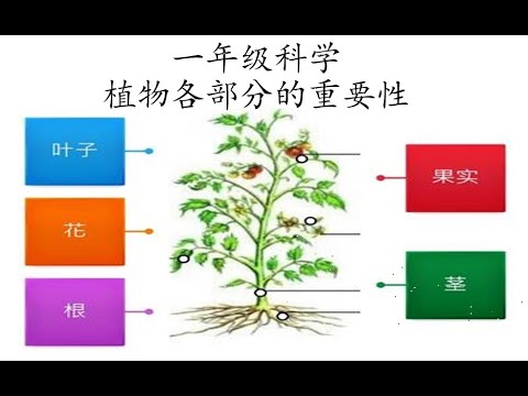 植物各部分的重要性 Youtube