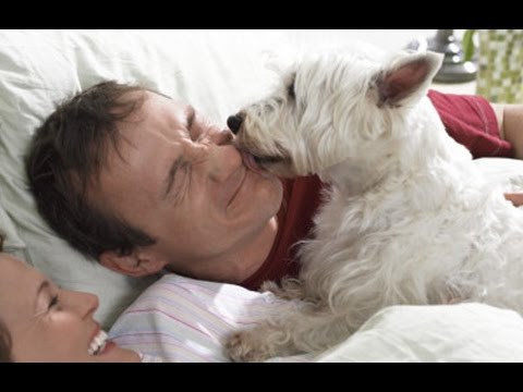Dogs Waking Their Owners Up Out Of Bed Dogs Waking Their Owners Up Out Of Bed