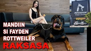 MANDIIN SI FAYDEN ANJING ROTTWEILER RAKSASA DI PET STATION SURABAYA