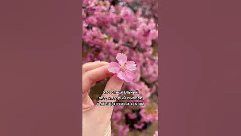 Чем сакура так уникальна?