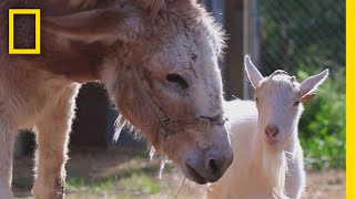 ヤギとロバの再会 | ナショジオ