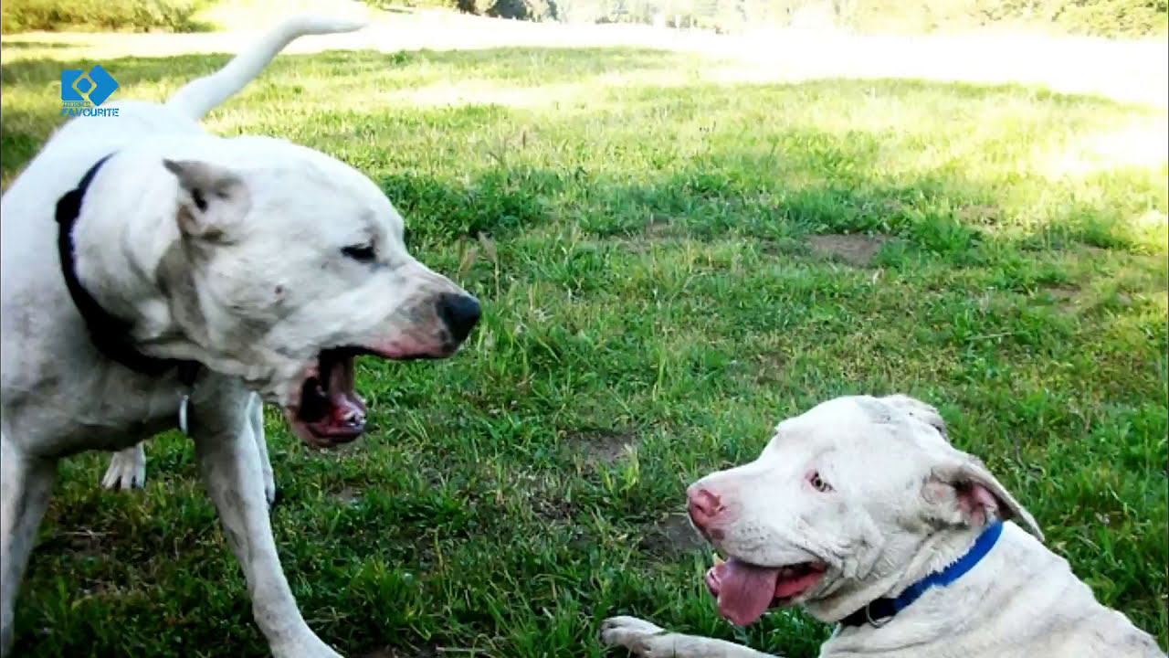 Top 10 Animals Specially Bred For Blood Sports