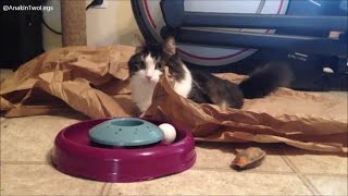 Anakin The Two Legged Cat Playing by Anakin The Two Legged Cat 2,845 views 7 years ago 1 minute, 16 seconds