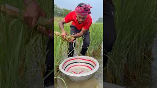 Fishing method from paddy field by bamboo traps #shorts #viral #fishinglife
