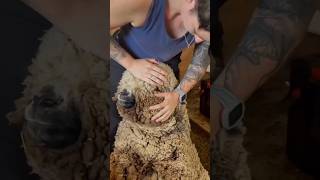 Sheep Wool Secret! 🐑