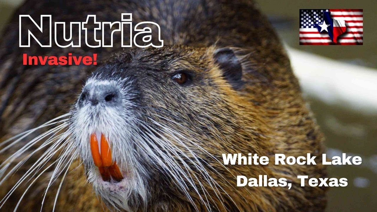Nutria (coypu) Semi-aquatic Invasive Rodents | White Rock Lake in Dallas🦫 Texas Trailhead Scenery