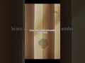Leon Redbone, Zoey Deschanel - Baby, It's Cold Outside | From Elf (Lyrics)