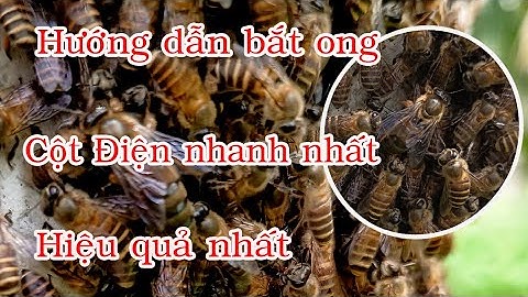 Hướng dẫn bắt ong cột điện nhanh nhất