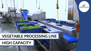 Vegetable Processing Line | Cutting, Washing & Drying