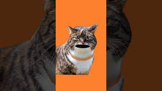 gajab doglapan 🥲 #catmemes #memes