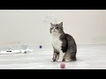 シャボン玉が不思議でたまらない猫の反応がかわいすぎた笑