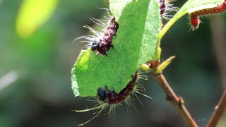 刺さない毛虫 プラムの葉を食べるモンクロシャチホコの幼虫 Youtube