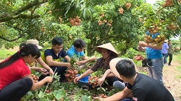 Bắc Giang xúc tiến tiêu thụ vải thiều tại Trung Quốc