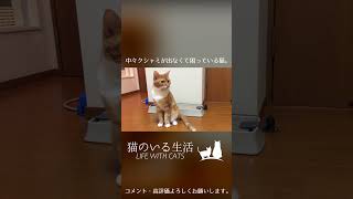 中々クシャミが出なくて困っている猫。 #Shorts