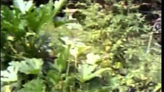Backyard Certified Wildlife Habitat Part 2
