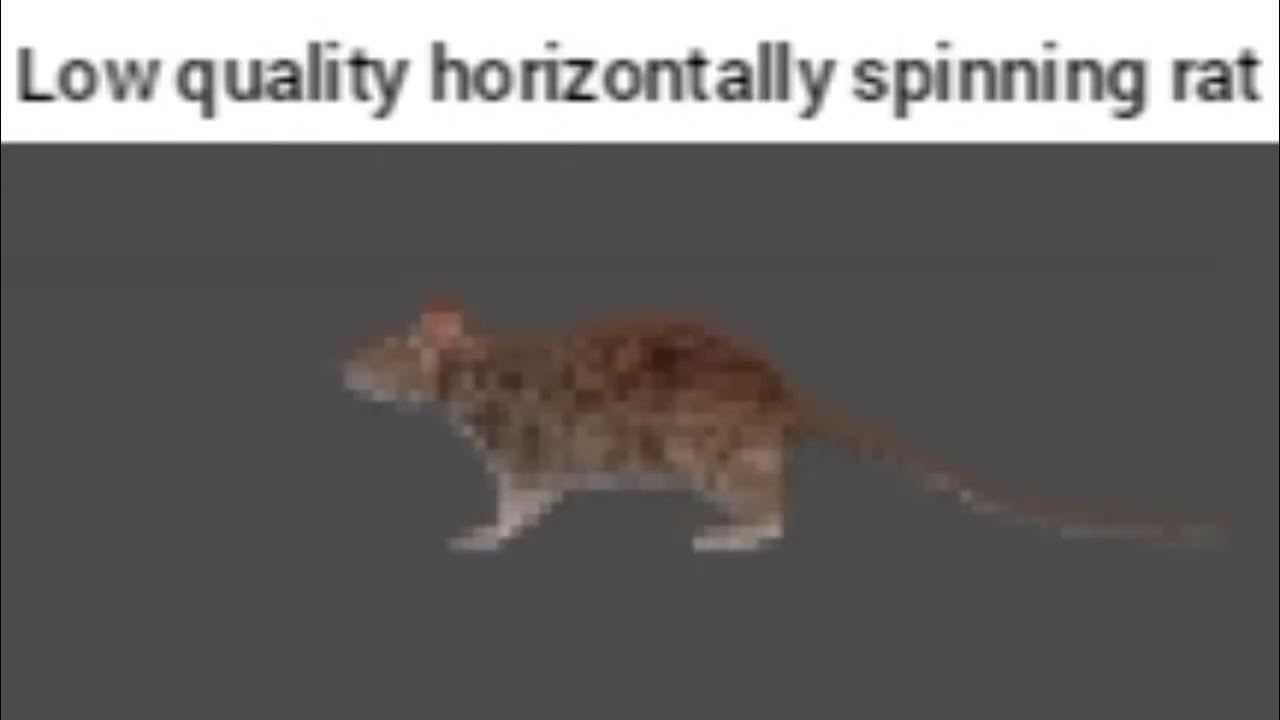 Low quality horizontally spinning rat YouTube