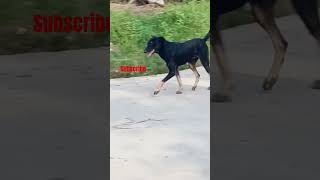 Teri mehrbaniya #shortvideo #shortvideo #bollywood