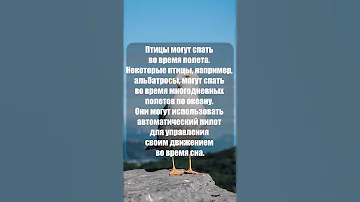 Птицы могут спать во время полета #shorts