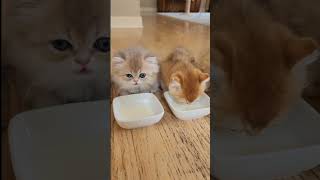 Want some too? Well, get in line 😹...#kittens #funnycat #funnykittens