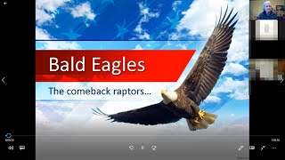 Bald Eagles in CT