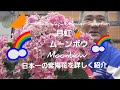 幸せ💕を運ぶ紫陽花!🌠Happy Come Hydrangea Moonbow ムーンボウ月虹gekko🌈2022 Japan Flower Selection 🌼 日本一の紫陽花を詳しく紹介
