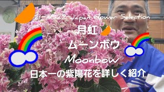 幸せ💕を運ぶ紫陽花！🌠Happy Come Hydrangea Moonbow