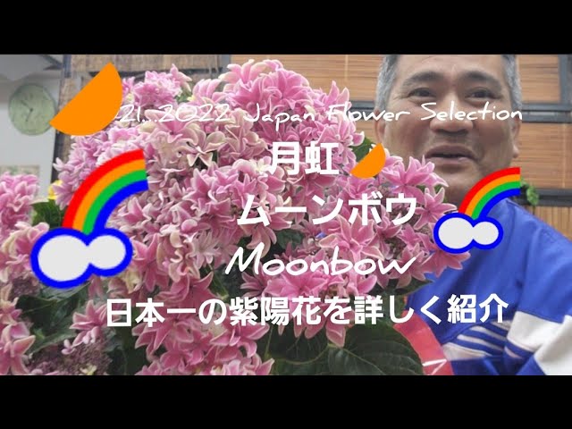 幸せ💕を運ぶ紫陽花！🌠Happy Come Hydrangea Moonbow