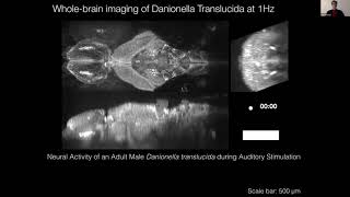 Talk: Whole-brain imaging of Danionella Translucida with oblique plane microscopy