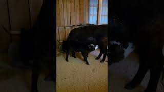 Highland cow got caught #Highland #highlandcow #farmanimals #farmlife #pets #farmvlog #cow #calf