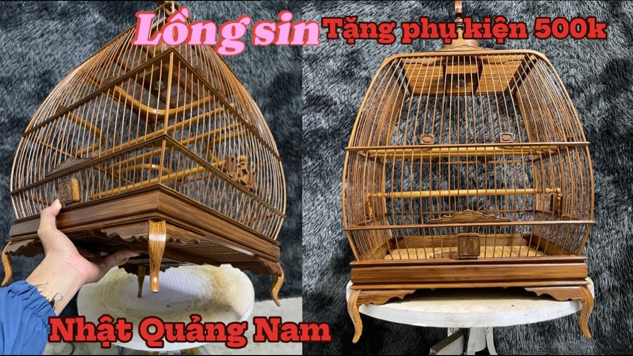 mua lồng chim chào mào sin đấu ở đâu