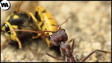 ¿De qué tienen miedo las hormigas?