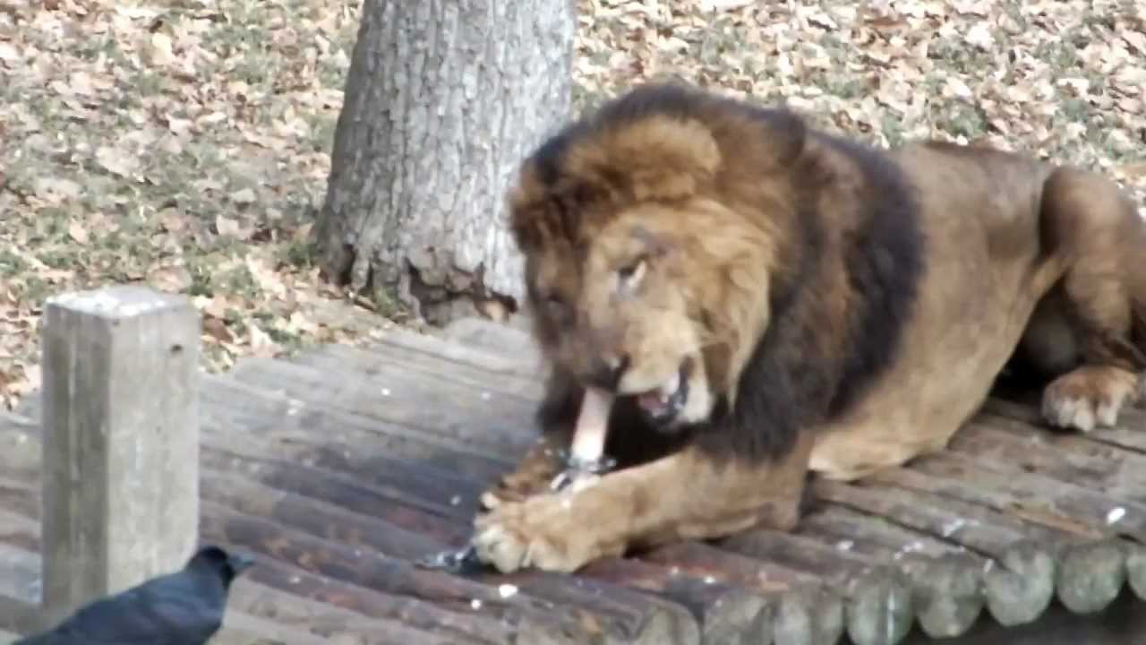 Crow Stealing Lion S Food ライオンの餌を盗むカラス Youtube