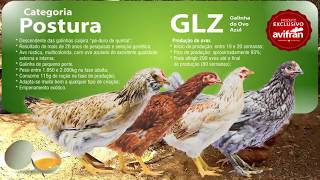 Galinhas Poedeiras Glz