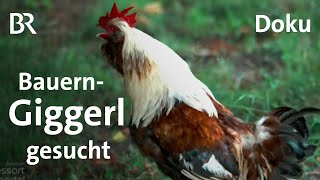 Bauerngockel vom Hof: Paul Enghofer sucht Giggerl | Zwischen Spessart und Karwendel | Doku | BR