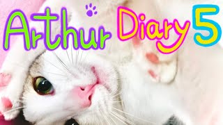 Tiny Rescue Kitten turned into the Great Cat Arthur's Diary 5 'Daily Routine' by Arthur the Great Cat 527 views 1 year ago 6 minutes, 44 seconds