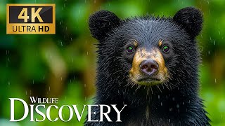 Wildlife Discovery 4K 🌿 Serene Nature Journeys with Soothing Piano Music 🎹
