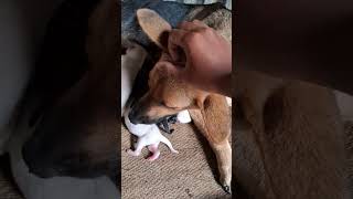 🐶 🐕 Ka Uipi Uvin Nou Anei Tai 🥰🥰 Resimi