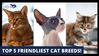 Top 5 Friendliest Cat Breeds! | Affectionate Cats | Loving Felines | Best Cats for Families