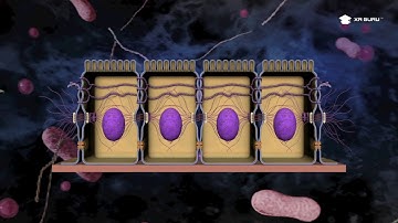 Exploring the Structure and Functions of Cell Junctions through XR Guru - An Immersive Learning Hub