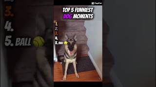 funny dogs 🐕 😄