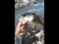 Largemouth bass Albuquerque drain
