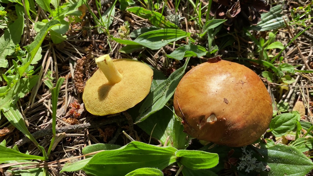 Suillus granulatus (Маслёнок зернистый), May 24, 2020